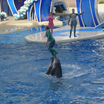 Seaworld Delfin Show
