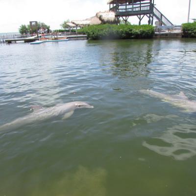 Dolphin Research Center boldog delfinjei