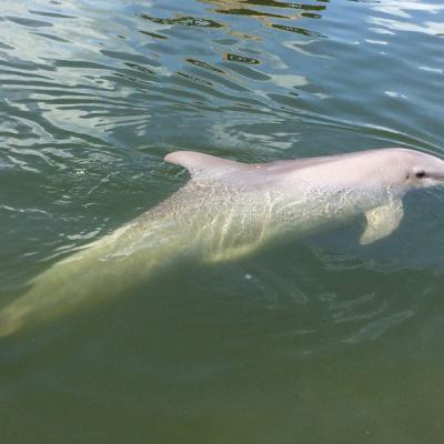 Baratsagos delfin