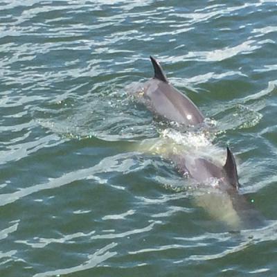Sikeres delfinnézö hajótúra 